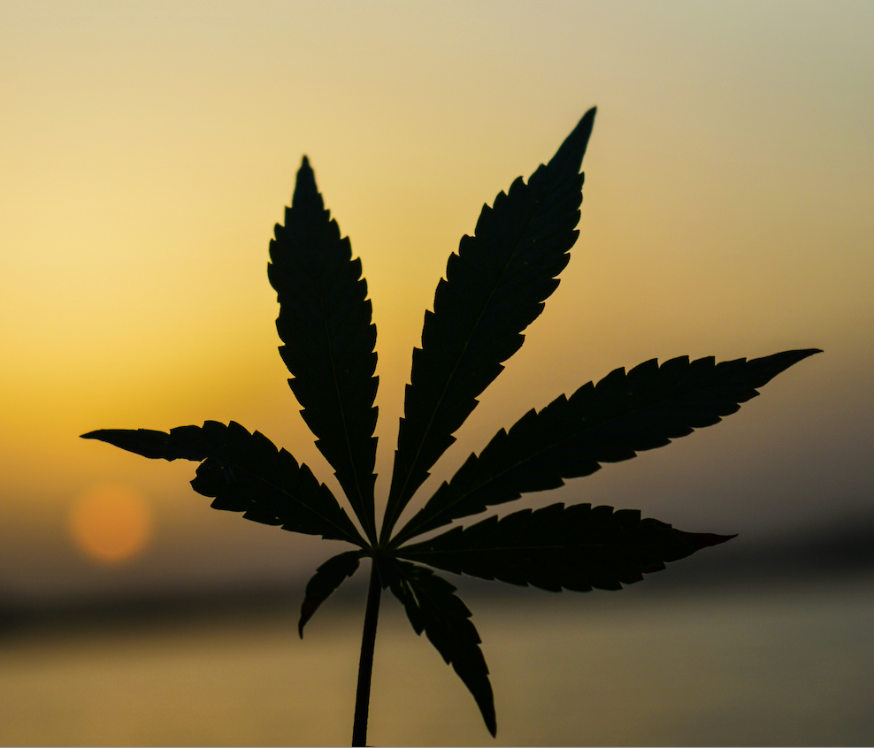 What’s the impact of marijuana on male reproductive health?